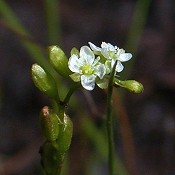 Drosera_rotundifolia