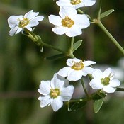 Euphorbia_corollata