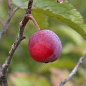 Prunus_americana