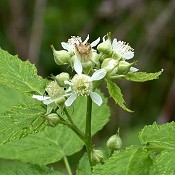 Rubus_occidentalis