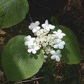 Viburnum_alnifolium
